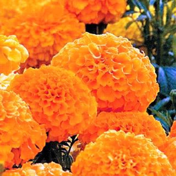 Omaxe Marigold F1 Inca Orange (10 seeds)